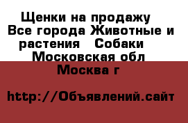 Щенки на продажу - Все города Животные и растения » Собаки   . Московская обл.,Москва г.